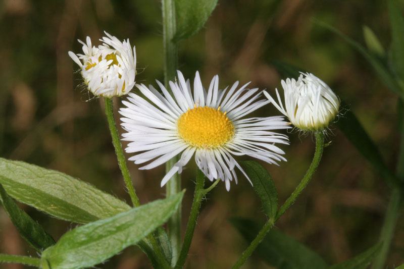 Erigeron annuus / Céspica annua